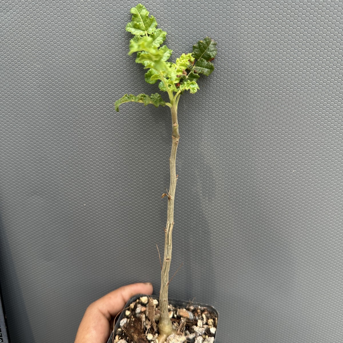 ☆ボスウェリア フレレアナ Boswellia frereana Somalia Puntland産