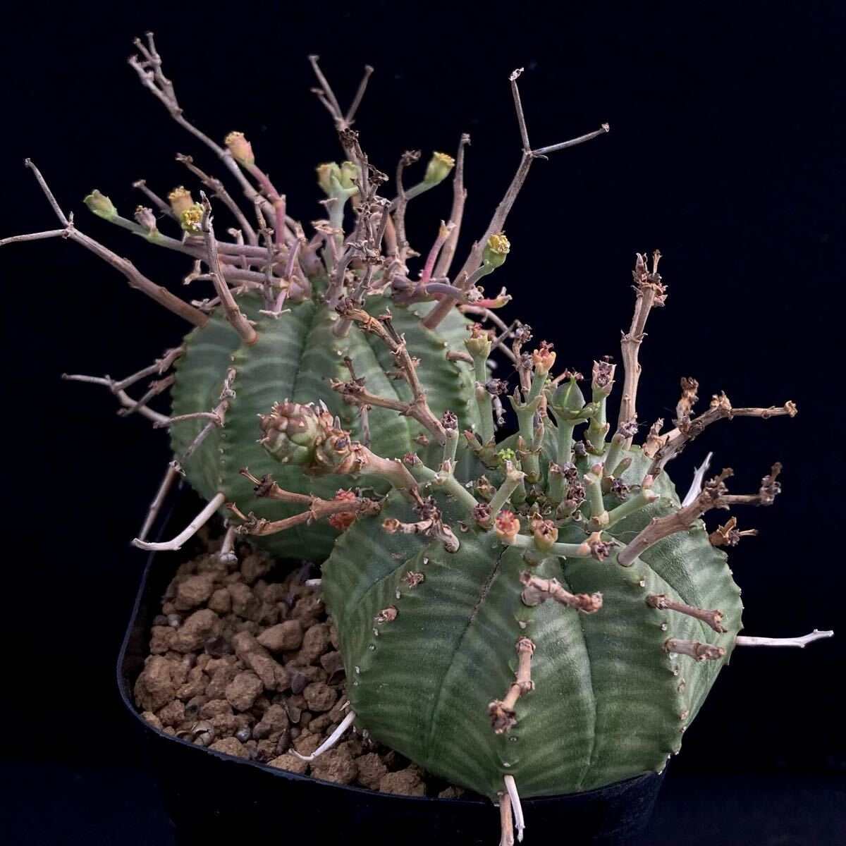 大型】ユーフォルビア・ホリダ綴化/Euphorbia horrida f.cristataの 