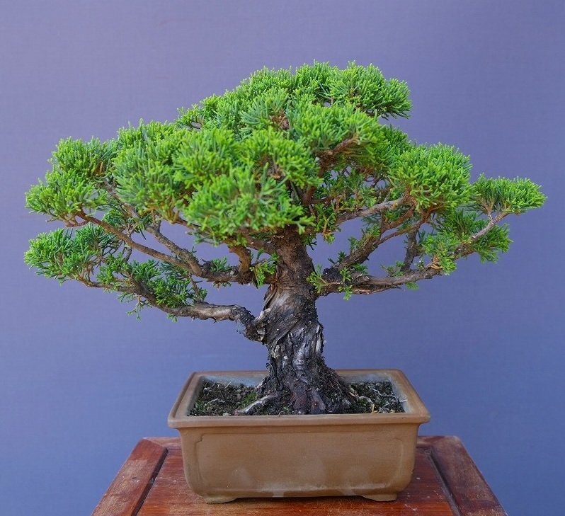 中古】瑞祥模様木中品盆栽 五葉松 松柏 日本 植木の落札情報詳細