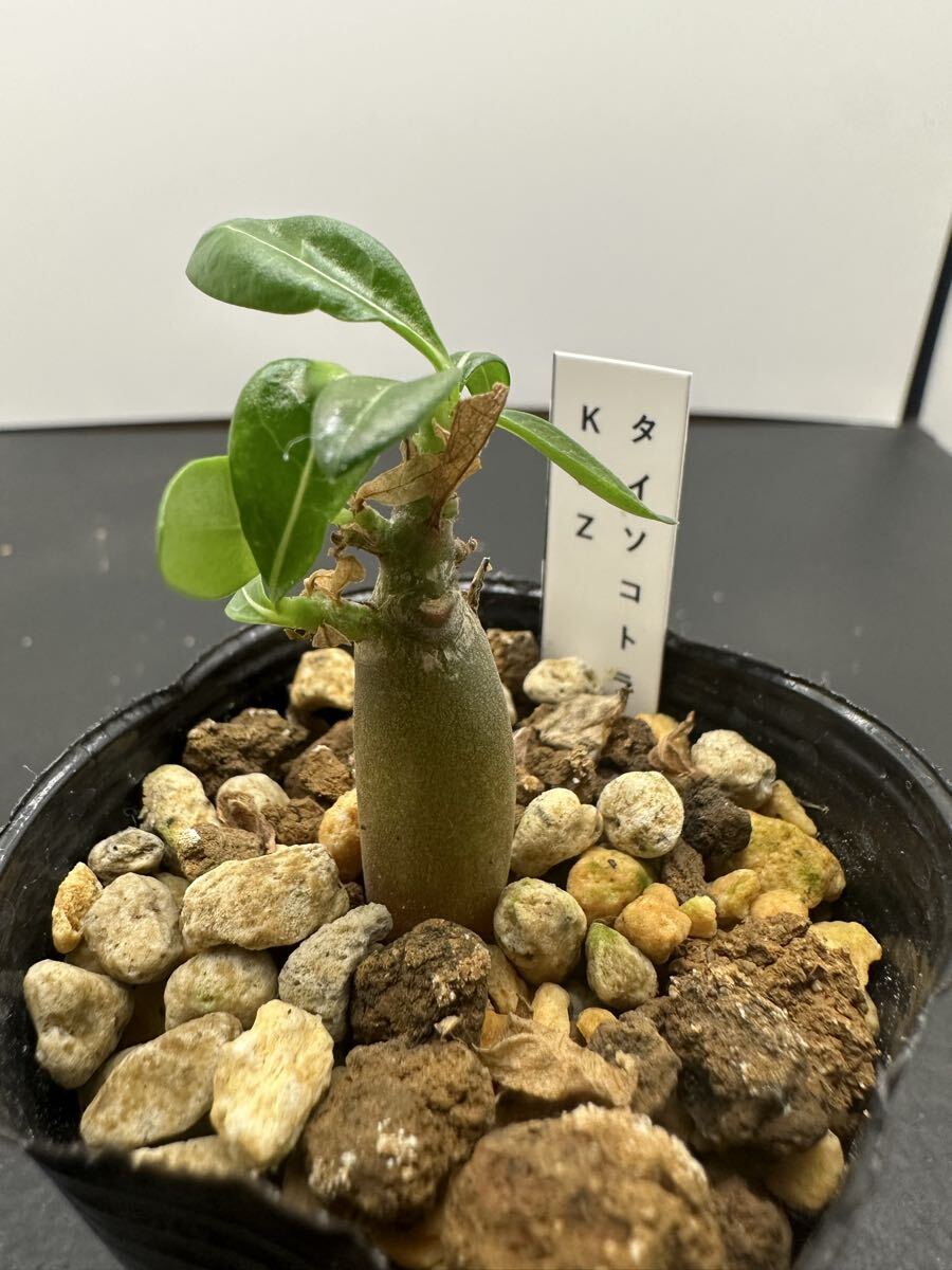 新品】◎アデニウム タイソコトラナム 種子 10粒 砂漠の薔薇 丈夫で