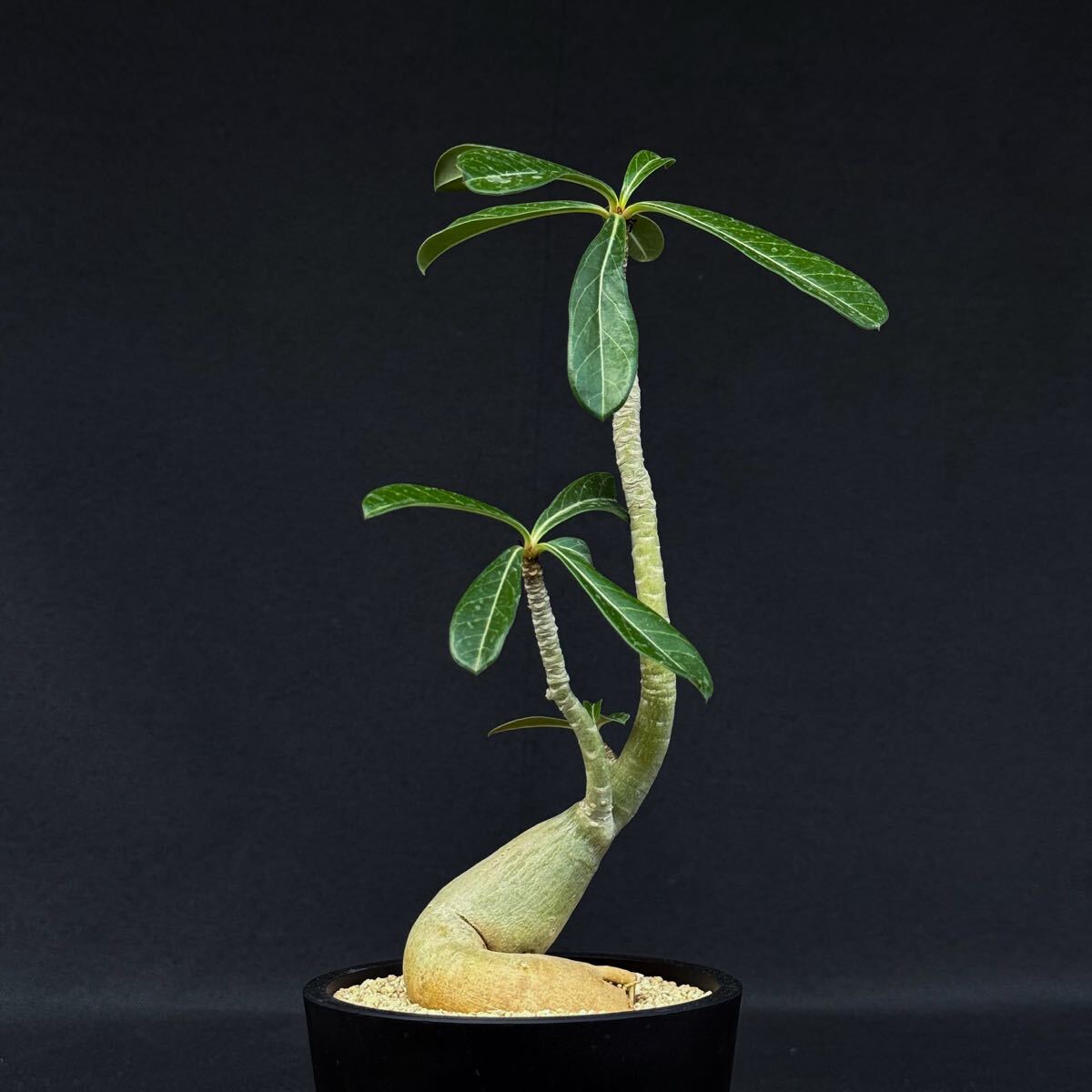 新品】◎アデニウム タイソコトラナム 種子 10粒 砂漠の薔薇 丈夫で