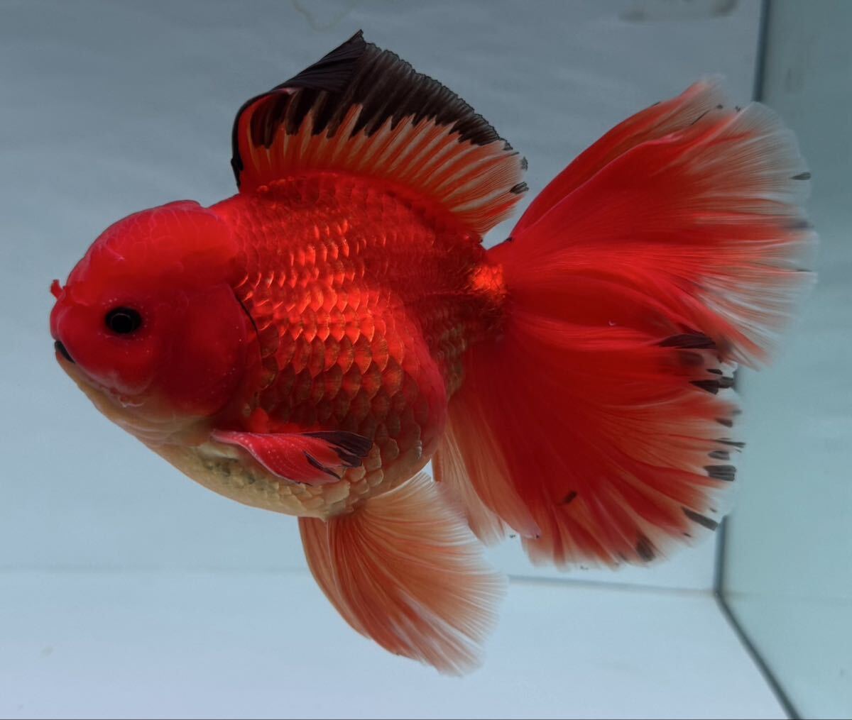 最新作】 【AQUASHOP麒麟】ローズテールオランダ 三色 オランダ獅子頭 