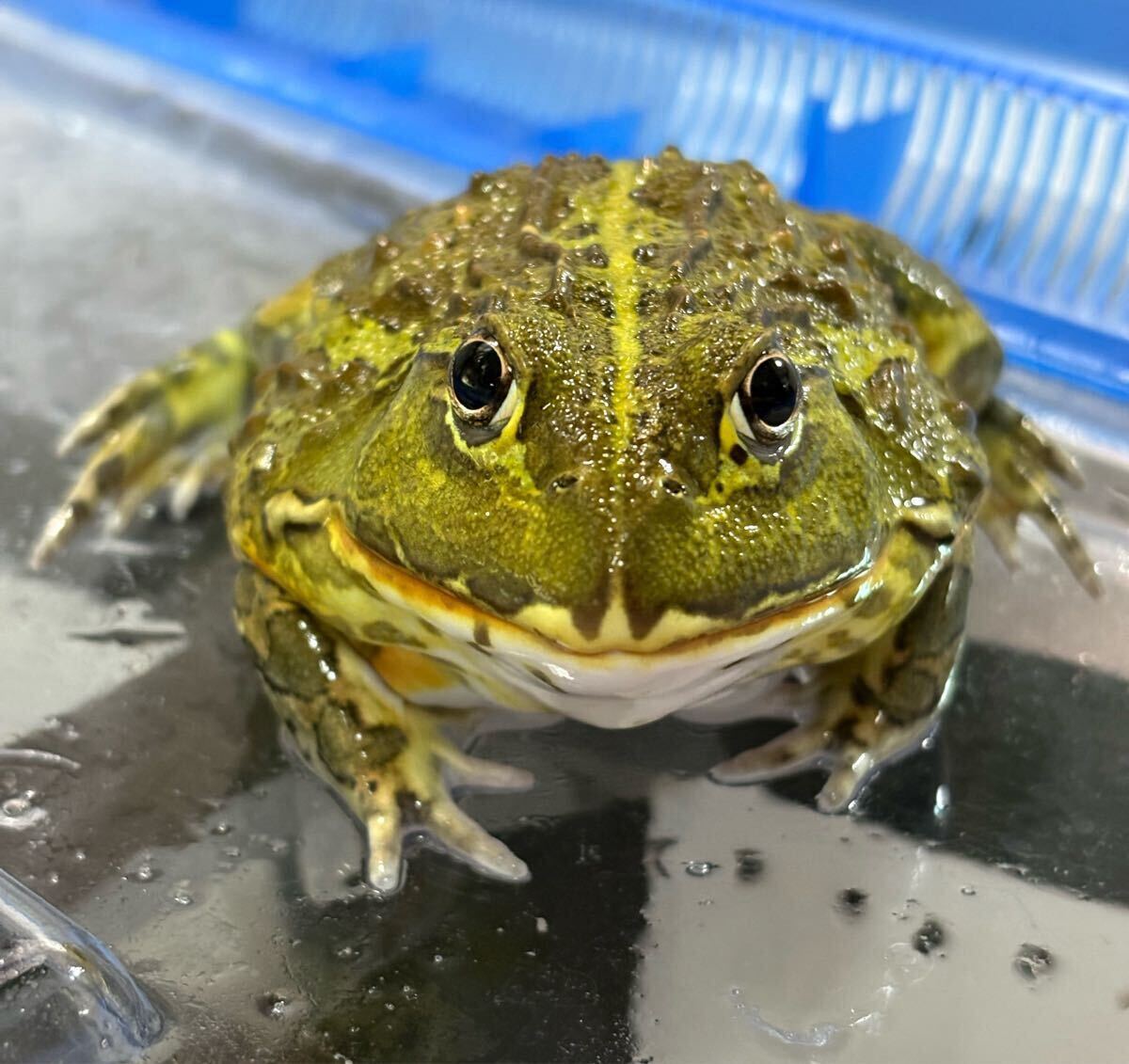 未使用】XXLサイズ!! 23cm アフリカウシガエル オス 飼込 ほぼ最大