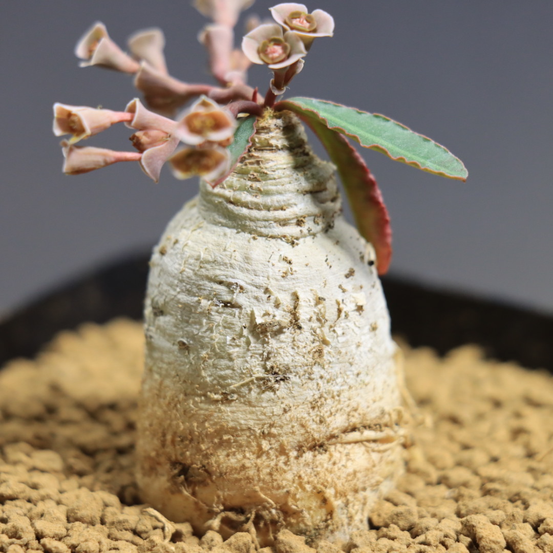 新品】H3 □ 多肉植物 □ ユーフォルビア スパポダ/スバポーダ