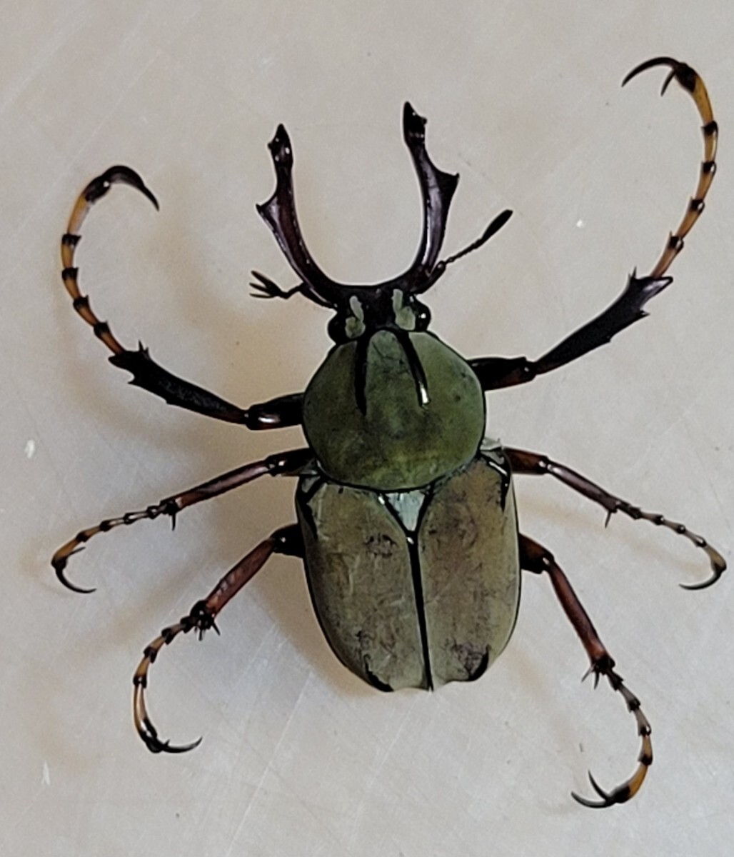 送料210～] ワリックツノハナムグリ 昆虫 標本 カナブン・ハナムグリの