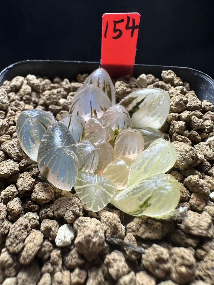 新品】多肉植物 ハオルチア ブラックオブツーサ錦のり斑タイプの落札