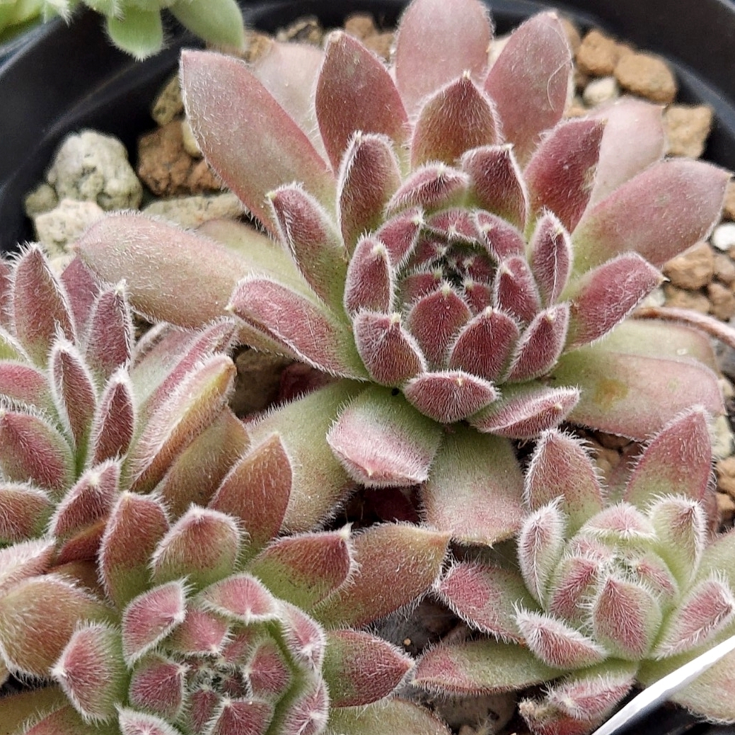 ストロベリーベルベット 多肉植物 センペルビウム 抜き苗の落札情報