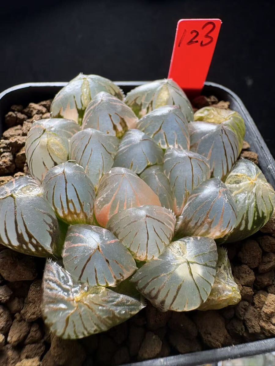 新品】多肉植物 ハオルチア 巨大赤線レンズオブツーサ 特美苗 親株