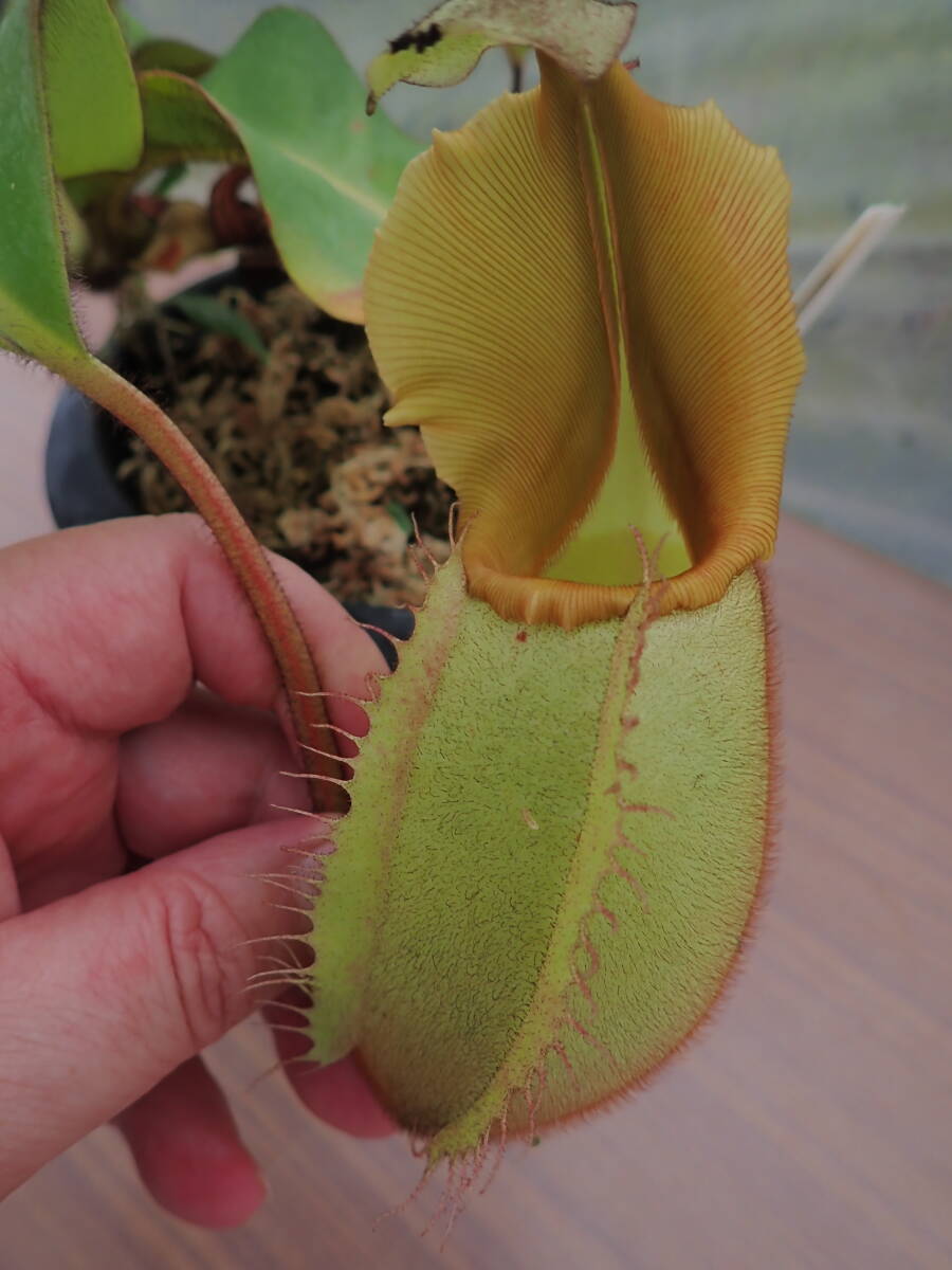 新品】高山性 ネペンテス ジャンバン Nepenthes jamban 食虫植物