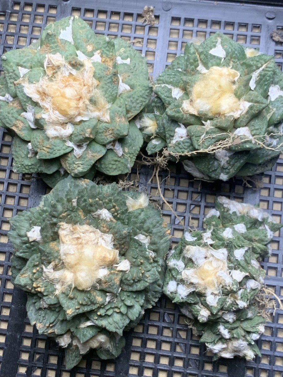 中古】アリオカルプス 亀甲牡丹 ゴジラ サボテン 多肉植物の落札情報