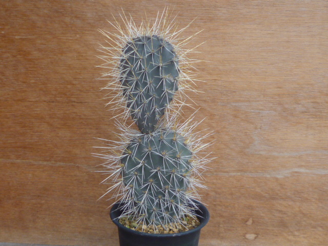 新品】☆多肉植物☆サボテン☆【ガラパゴス団扇】Opuntia galapageia
