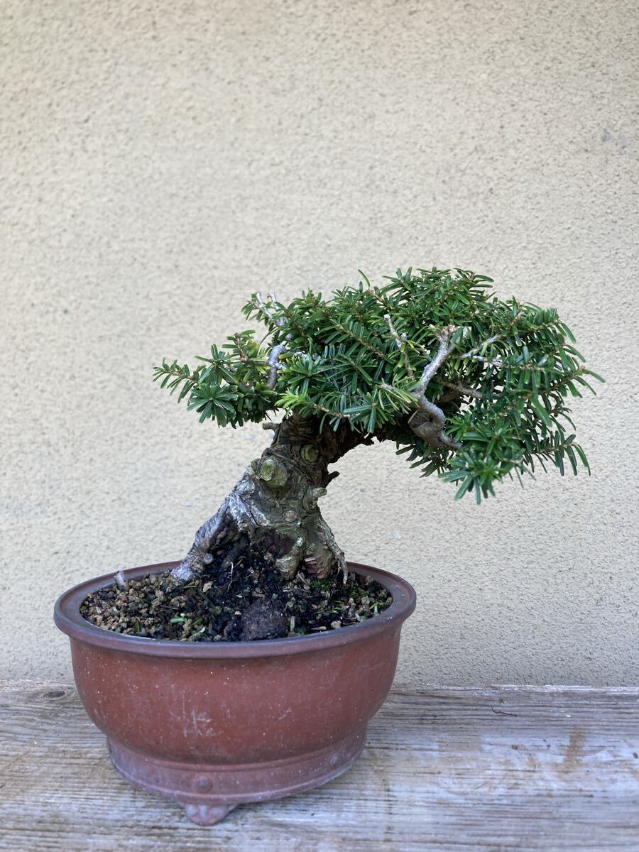 合同園(大品米栂盆栽)新芽が綺麗な、コメツガ盆栽です。枝棚も出来て来
