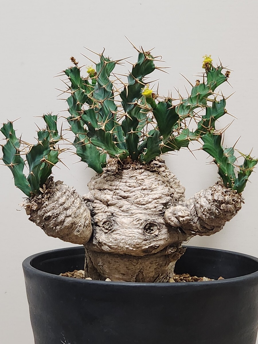 大株 美株 フィルミアナ コロラータ 塊根植物 観葉植物 コーデックス