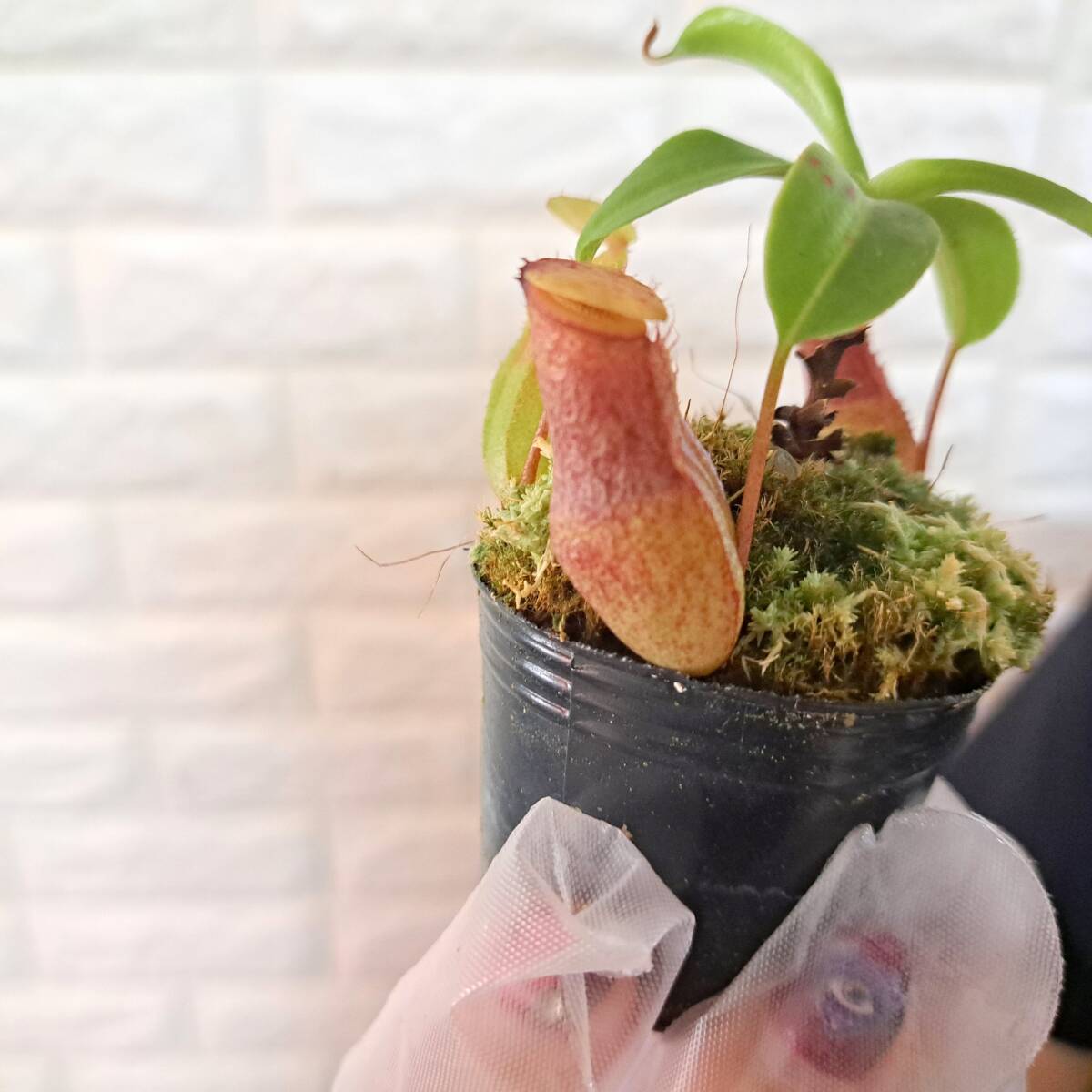 ネペンテス ベントリコーサ 在来系Nepenthes ventricosa ウツボカズラ