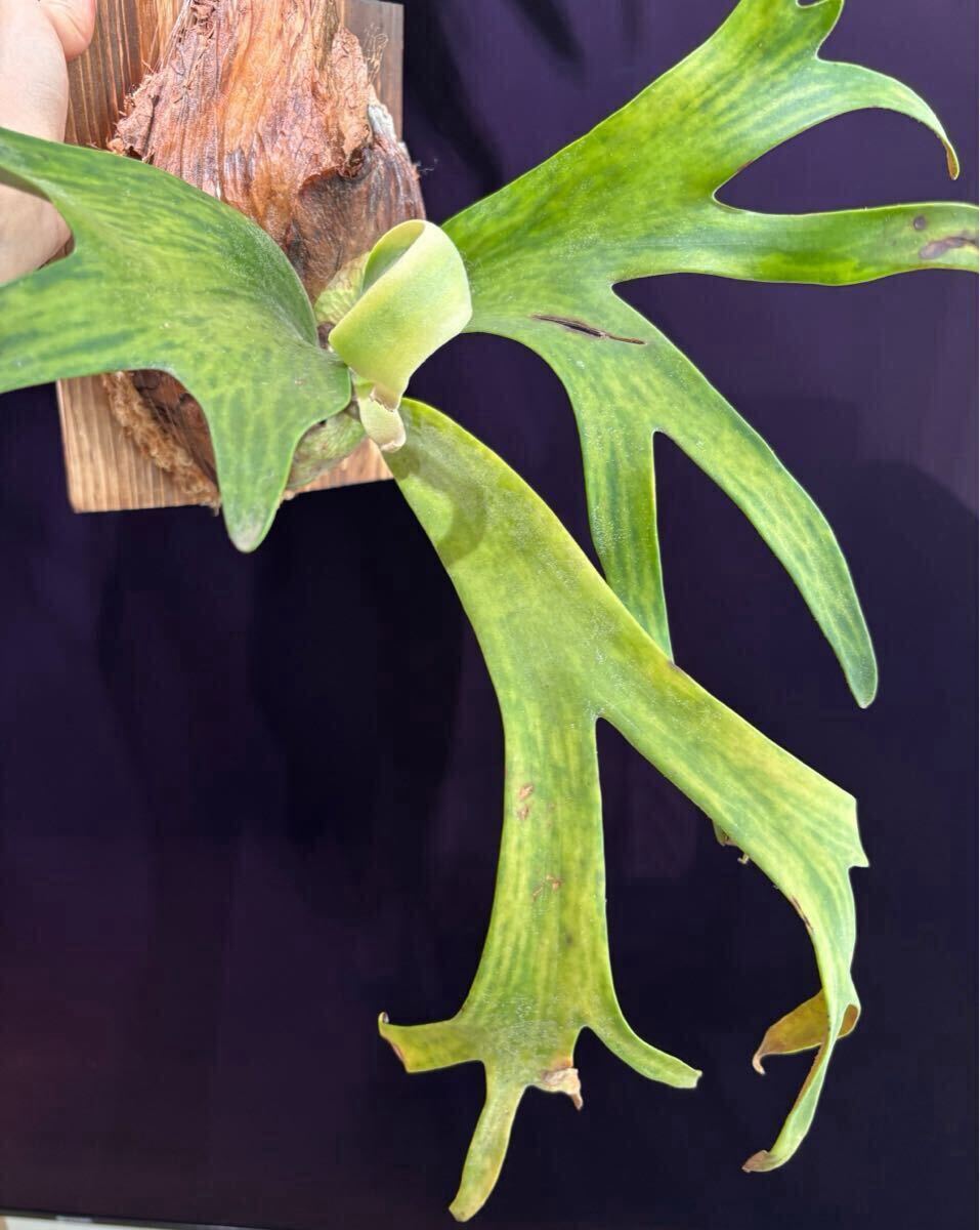 新品】【のむさん】P. 'Bahia' variegated 【長期管理株】【斑入り