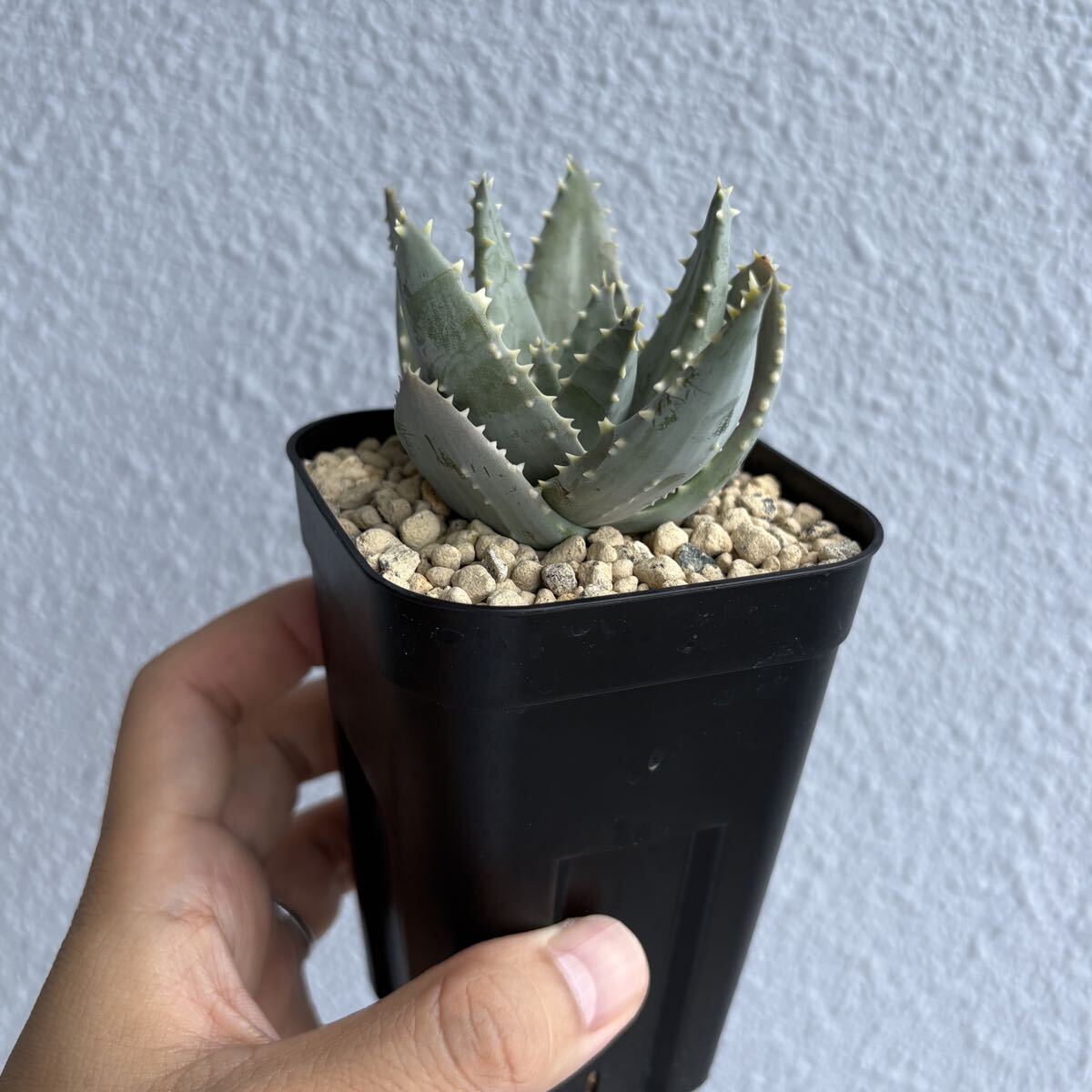 植物】希少種 アロエ・ピランシー Aloe pillansiiの落札情報詳細