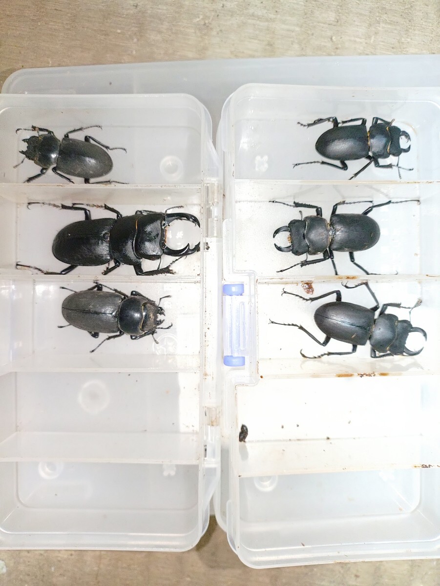 野外採集品標本】栃木県産超特大ヒメオオクワガタ♂標本54.3㎜の落札