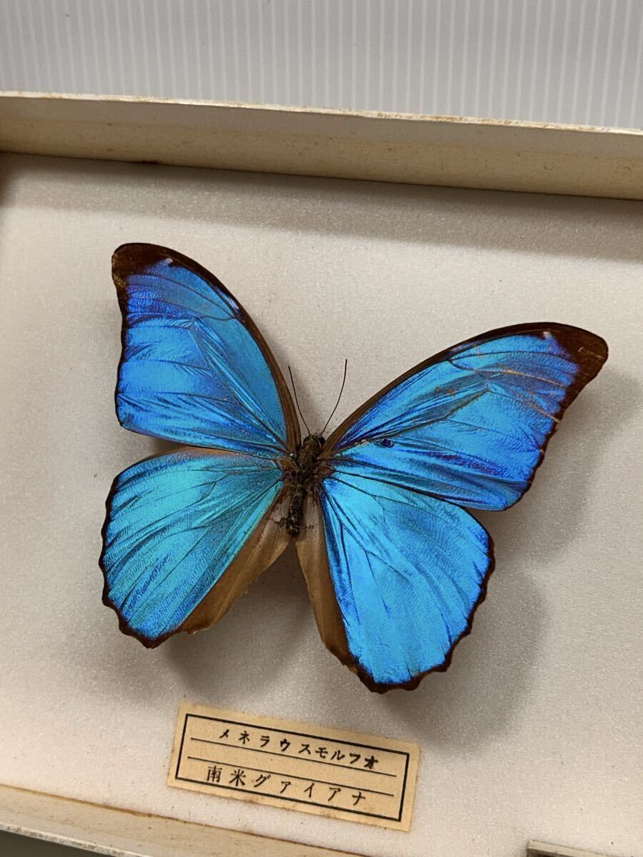 jj111○ モルフォ蝶 モルフォチョウ Morpho 額入 標本 羽細工 蝶画