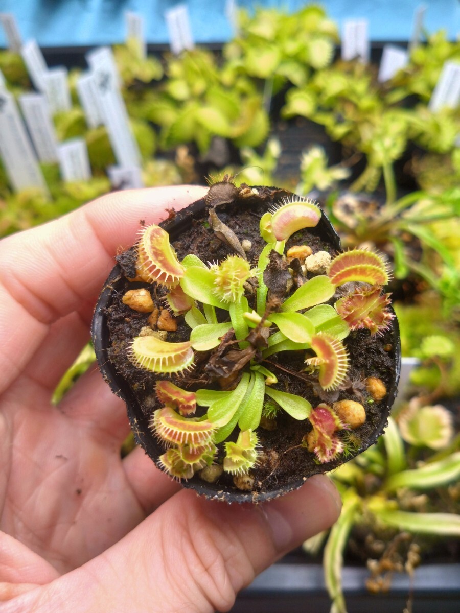 未使用】食虫植物 ハエトリソウ Biohazard 1 CKの落札情報詳細 - Yahoo