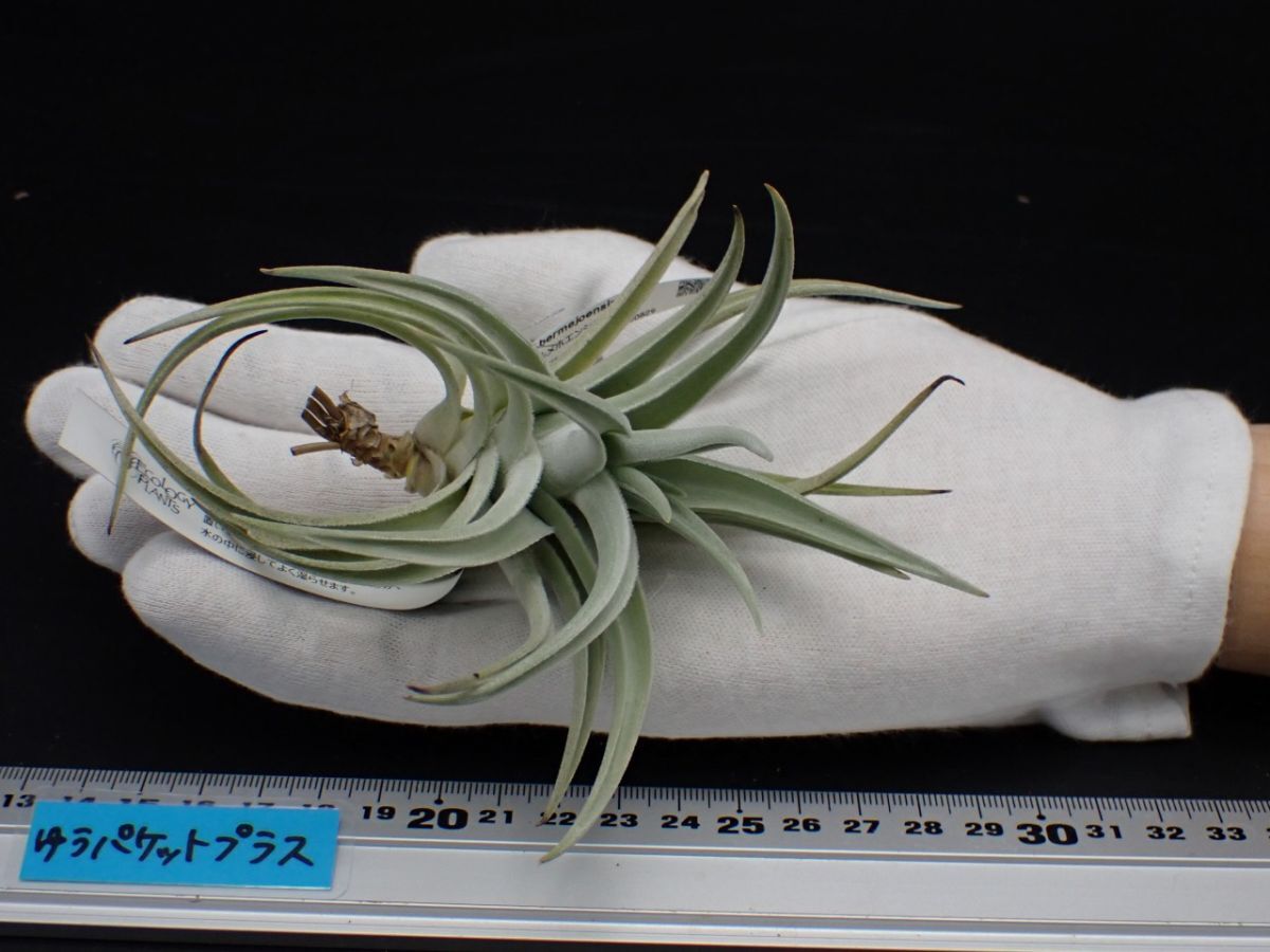 チランジア ベルメホエンシス（Tillandsia Bermejoensis）コルク付け