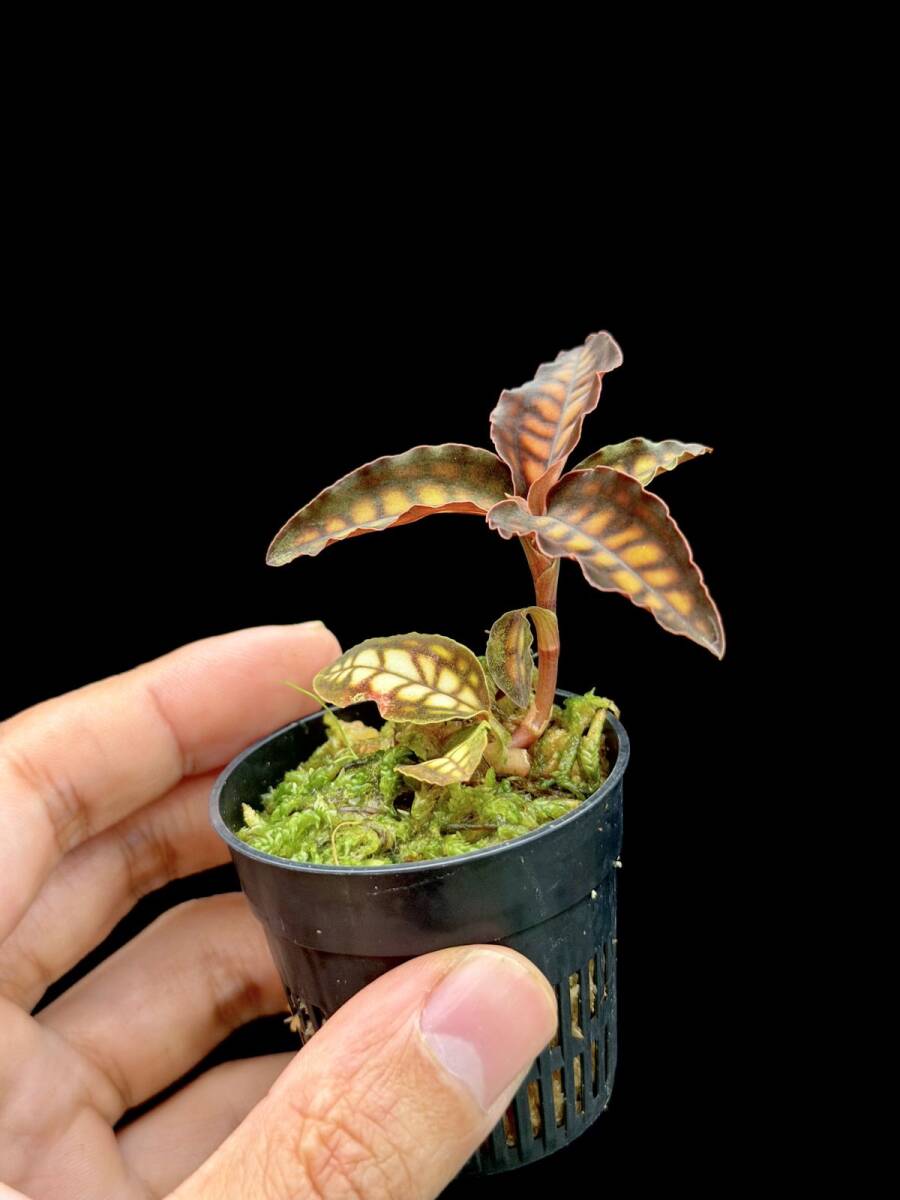 シストーチス バリエガータ（Cystorchis variegata）自家繁殖 ジュエル
