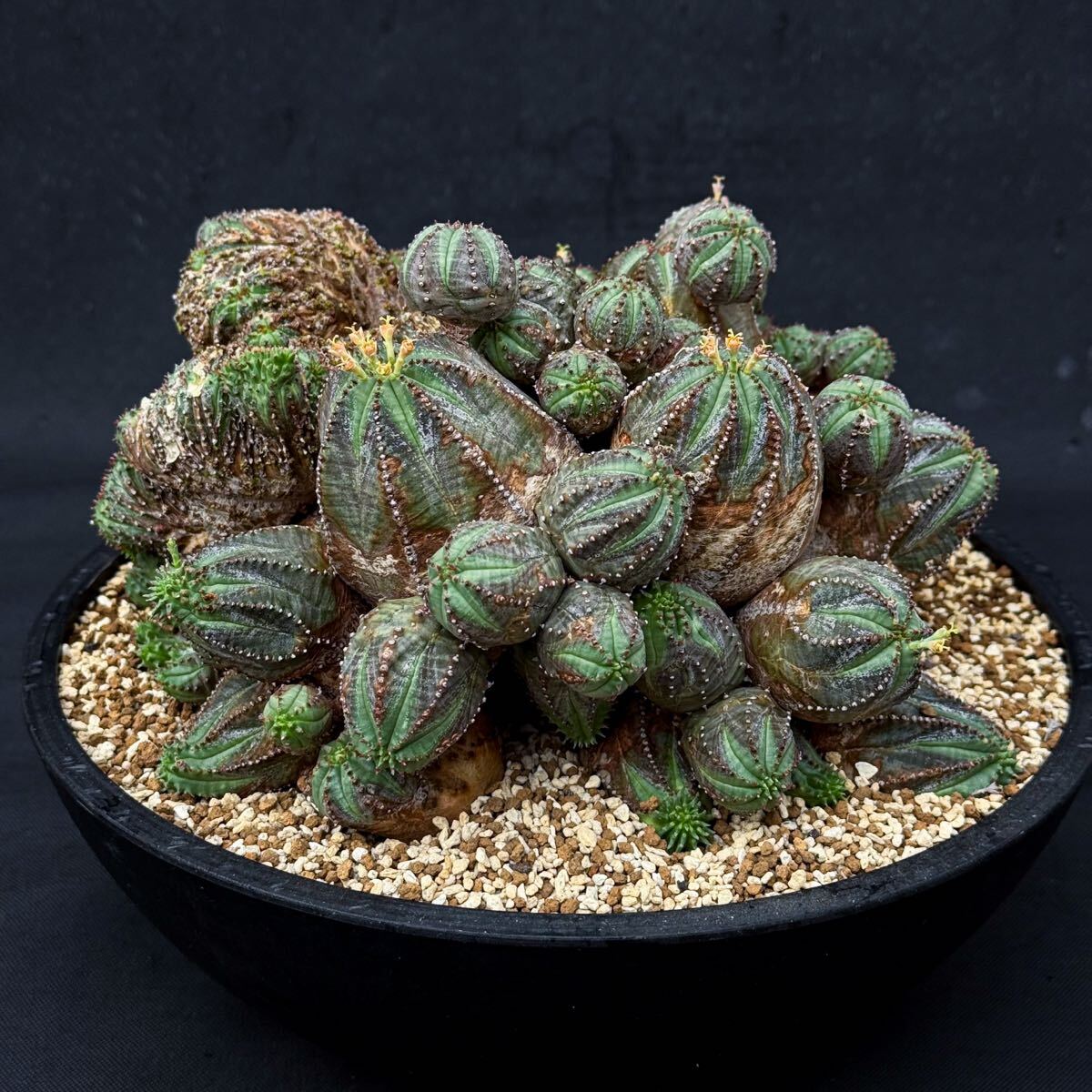 サボテン 多肉植物 135 ユーフォルビア 矢毒キリン Euphorbia 塊根
