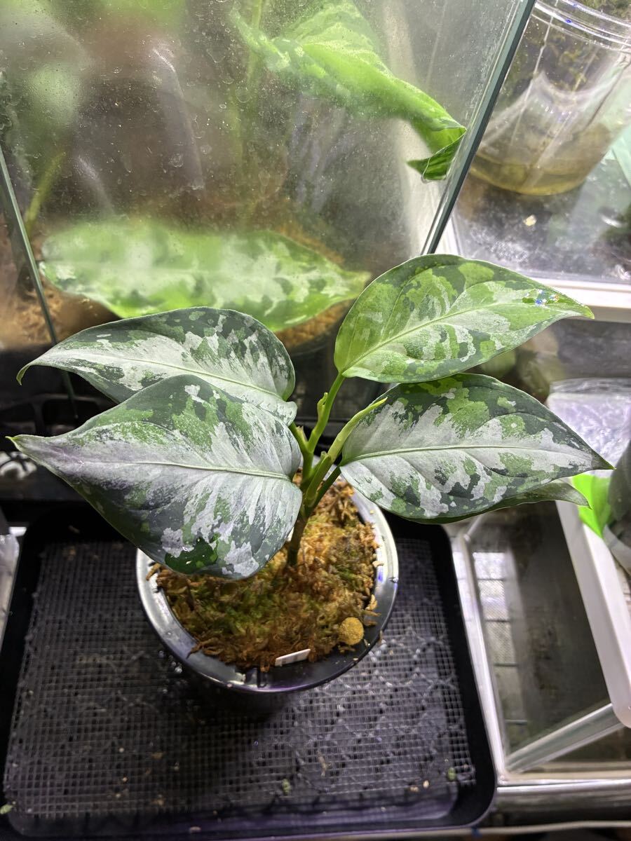 未使用】アグラオネマ☆Aglaonema pictum 