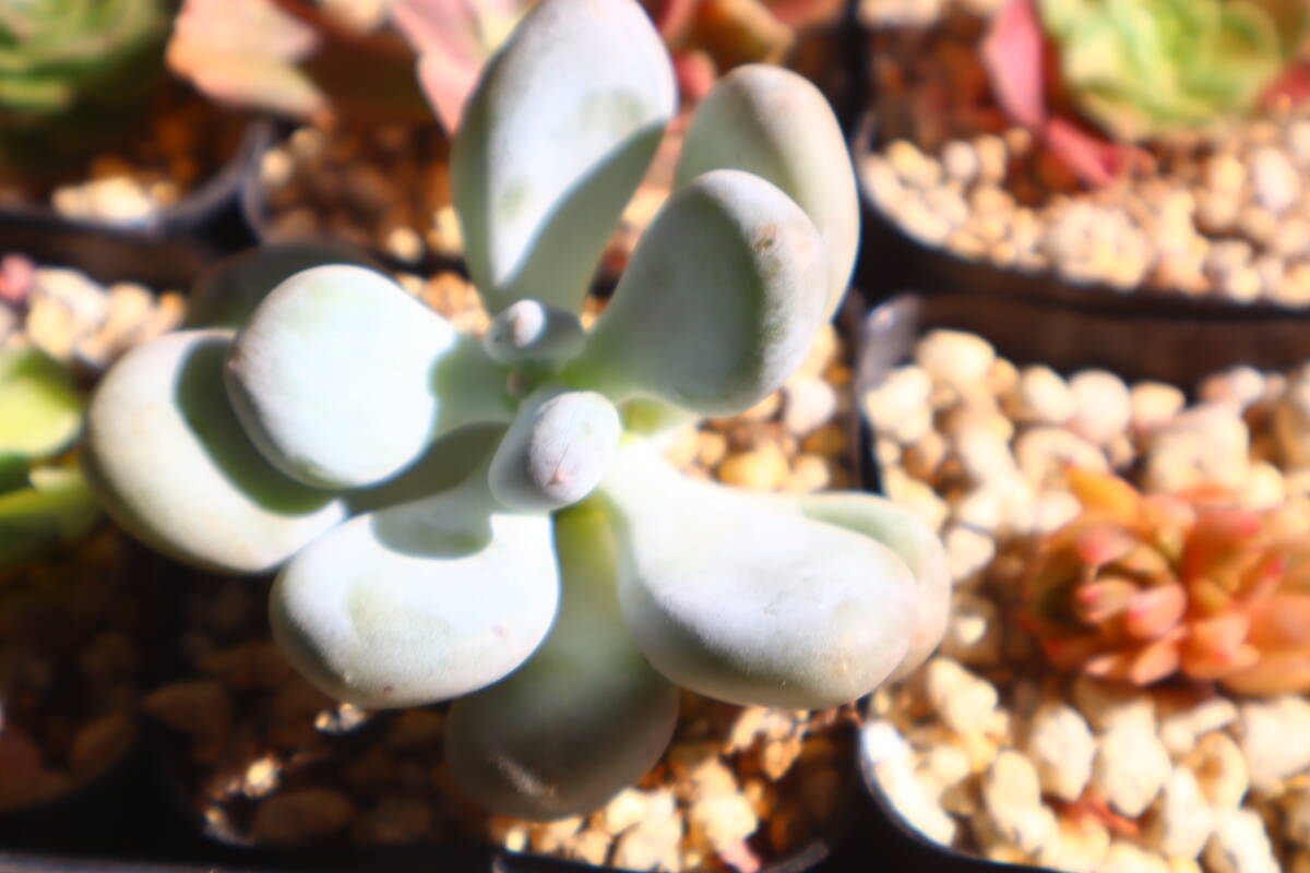 新品】パキフィツム 紫麗殿錦 白斑 1【輸入苗・抜き苗】多肉植物