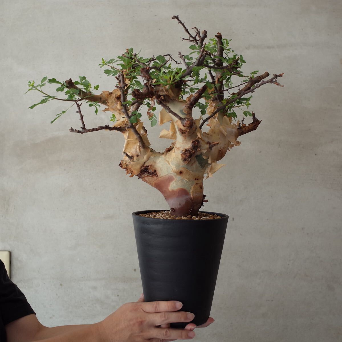 新品】【塊根植物】コミフォラ ゴウレロ1'【発根株・発芽・Commiphora