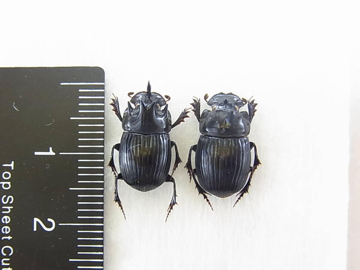 昆虫標本 京都府産 ゴホンダイコクコガネ の落札情報詳細 - Yahoo