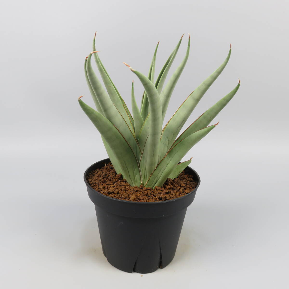 サンスベリア】 なかなか珍しい Sansevieria sp india tiger blue