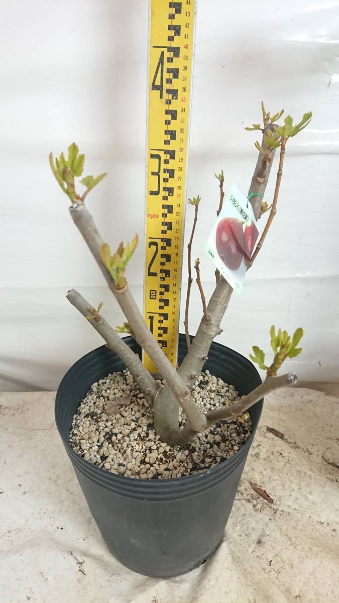 新品 送料込み 2品種セット イチジク プレコス セレストシュガー 40cm前後 24cmポット の落札情報詳細 ヤフオク落札価格情報 オークフリー スマートフォン版