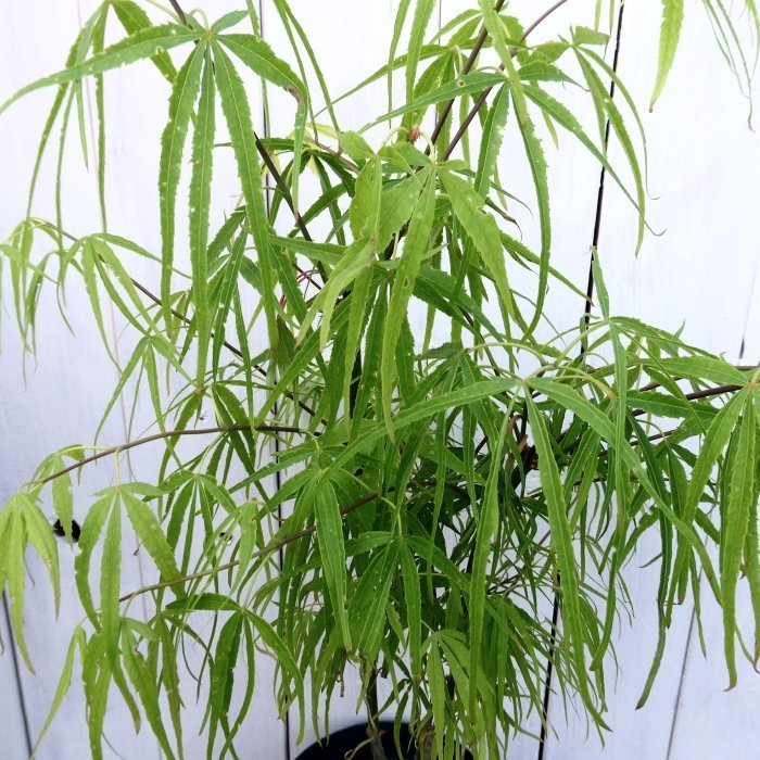 新品 植木 モミジ 琴の糸 もみじ コトノイト 5号鉢 全高60cm 苗木 庭木 糸葉 の落札情報詳細 ヤフオク落札価格情報 オークフリー スマートフォン版