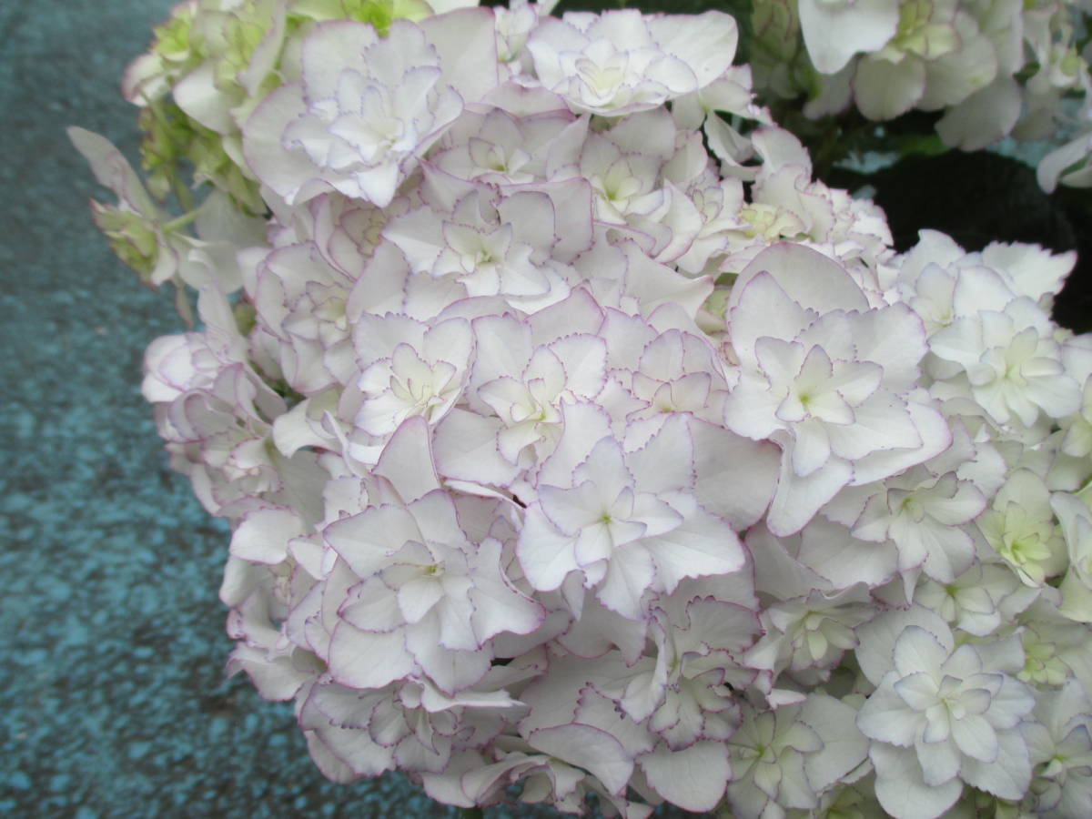 新品 ｈ 018 ブリーディングセレクション紫陽花 メロウブルー 大栄花園さん育種 希少 5号 超おすすめ の落札情報詳細 ヤフオク落札価格情報 オークフリー スマートフォン版