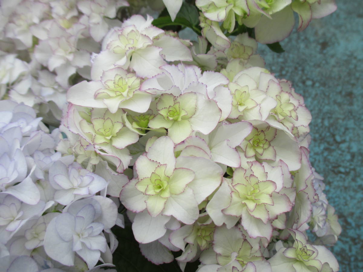 新品 ｈ 018 ブリーディングセレクション紫陽花 メロウブルー 大栄花園さん育種 希少 5号 超おすすめ の落札情報詳細 ヤフオク落札価格情報 オークフリー スマートフォン版