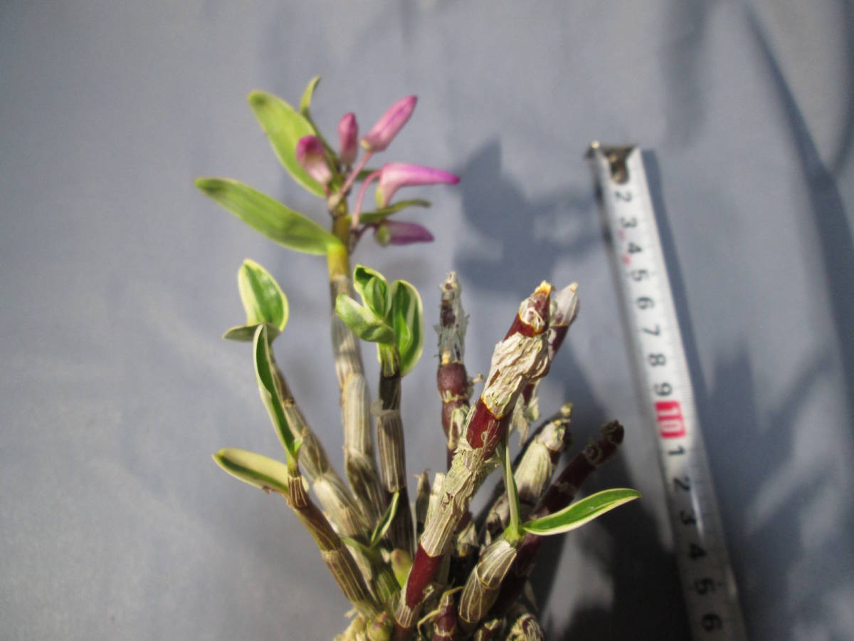 もと丸 山野草 セッコク 恋人 長生蘭 人気激安 長生蘭