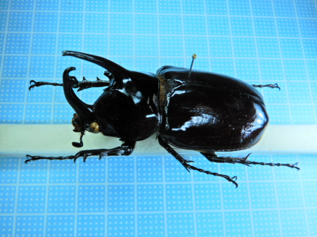 ガボン産 ケンタウルスオオカブト 64mm 最後の1頭の落札情報詳細