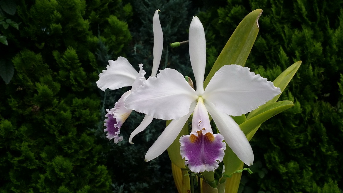 17洋蘭カトレア原種 c.gaskelliana S/A Maru Red (OG) 洋蘭 原種 カトレア  coerulea \u0027Choroni\u0027 ガスケリアナ