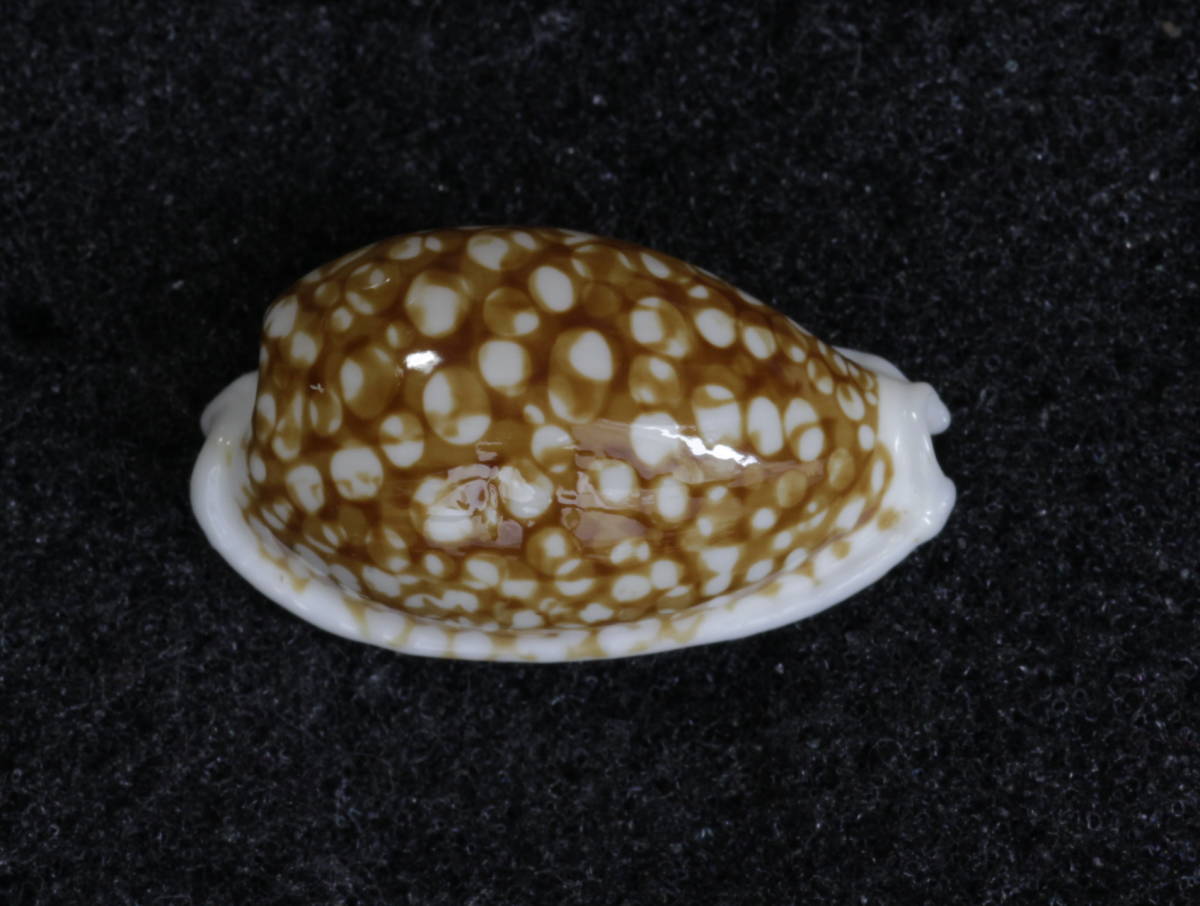 ニューカレドニア産 貝殻 標本 タカラガイ