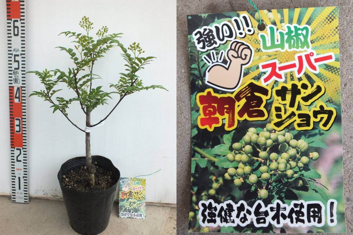 幅広type 大実 朝倉山椒 苗木 | www.ebrocork.com