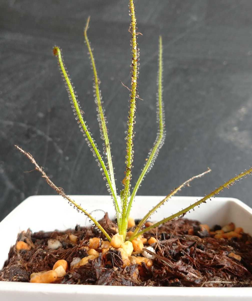 新品】【食虫植物】ドロソフィルム 捕虫能力バツグン！の落札情報詳細