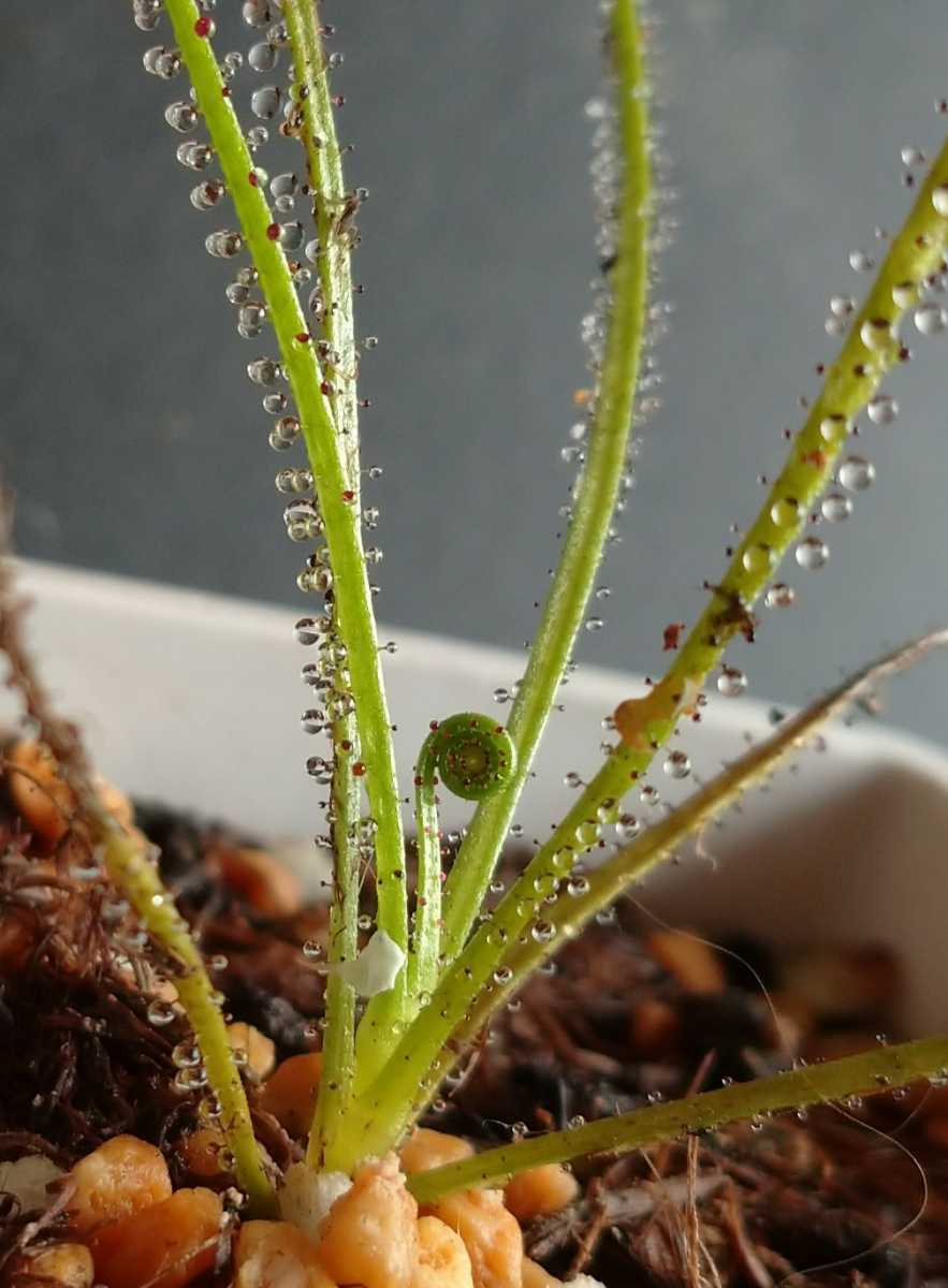 新品】【食虫植物】ドロソフィルム 捕虫能力バツグン！の落札情報詳細