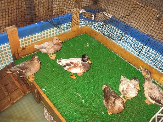 アヒル？カユーガダックの有精卵（4個）食用