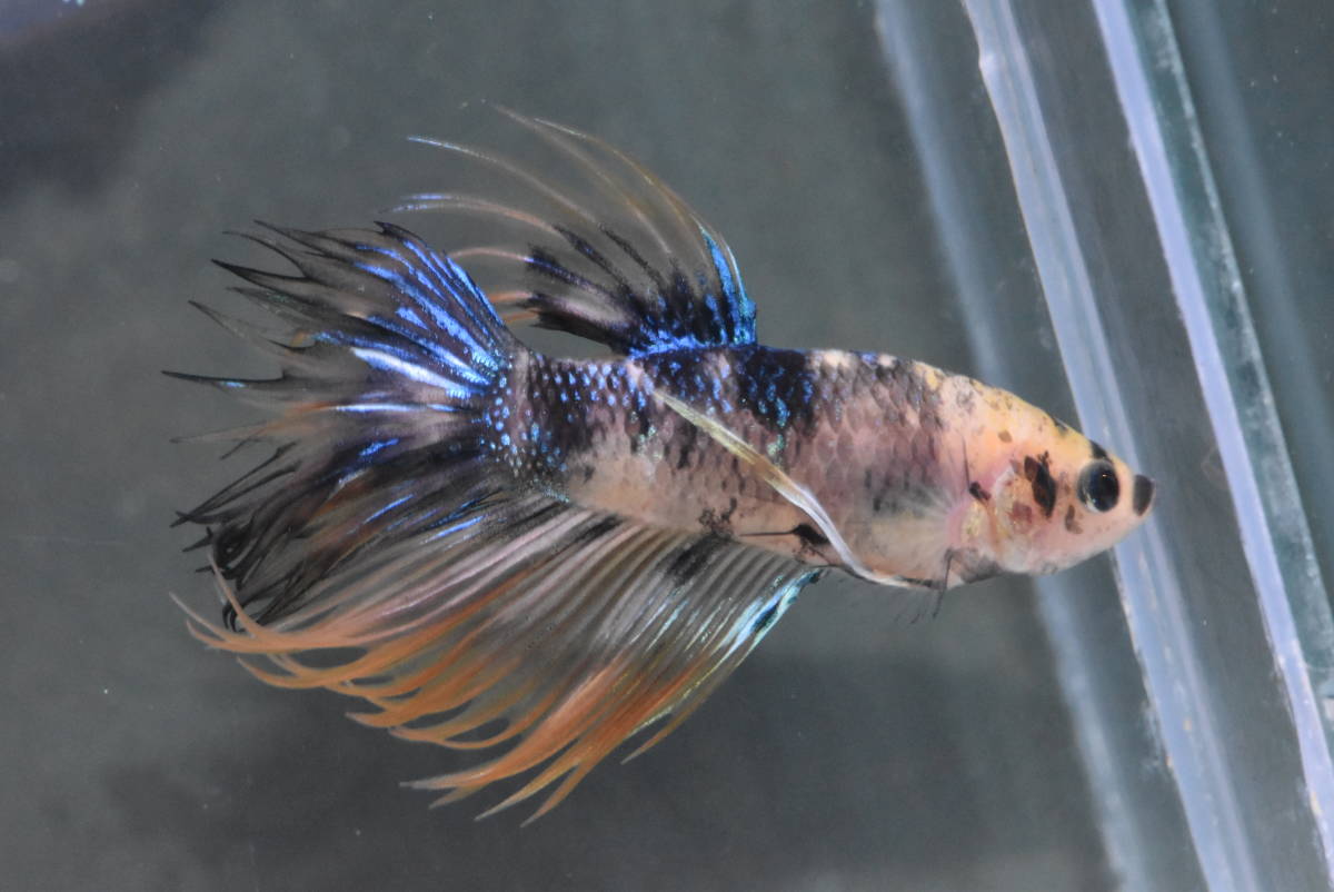 242 タイ現地セレクト極上ベタ クラウンテール イエロータイガー オス の落札情報詳細 ヤフオク落札価格情報 オークフリー スマートフォン版