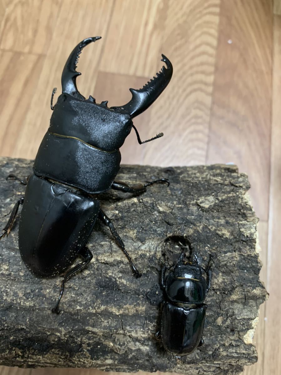 マリンドッケオオヒラタ 90㎜♂1♀2