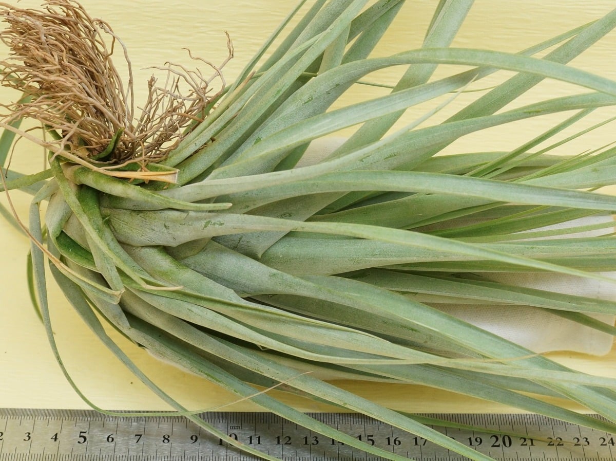 チランジア ファシクラータ, Red-Multi Bract