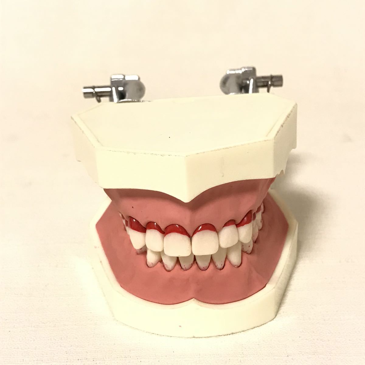 ☆NISSIN 歯 模型 デンタルモデル☆ 歯医者 歯科技工士 歯科助手