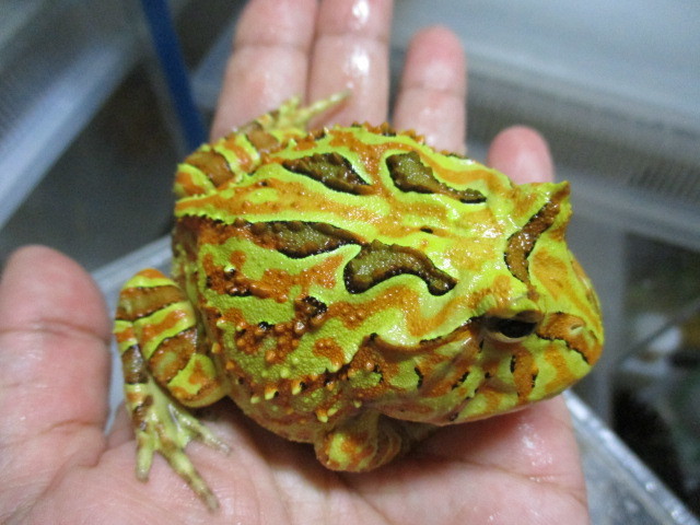 新品 カワ イイ 厳選個体 ファンタジーツノガエル オレンジ 7 安心サイズ 蛙 カエル の落札情報詳細 ヤフオク落札価格情報 オークフリー スマートフォン版