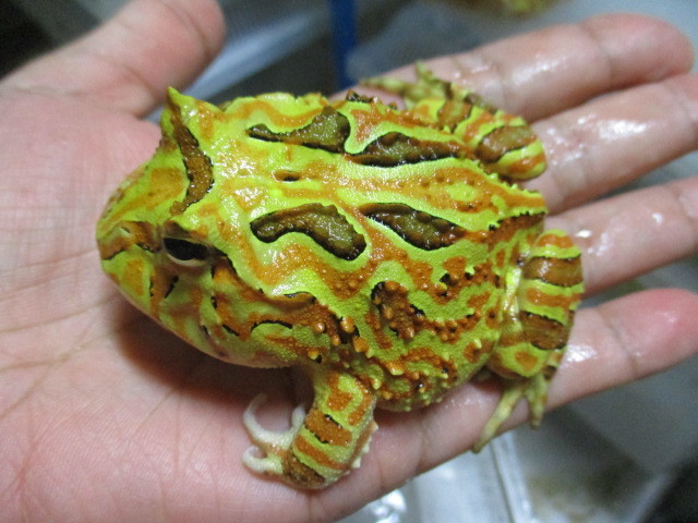 新品 カワ イイ 厳選個体 ファンタジーツノガエル オレンジ 7 安心サイズ 蛙 カエル の落札情報詳細 ヤフオク落札価格情報 オークフリー スマートフォン版