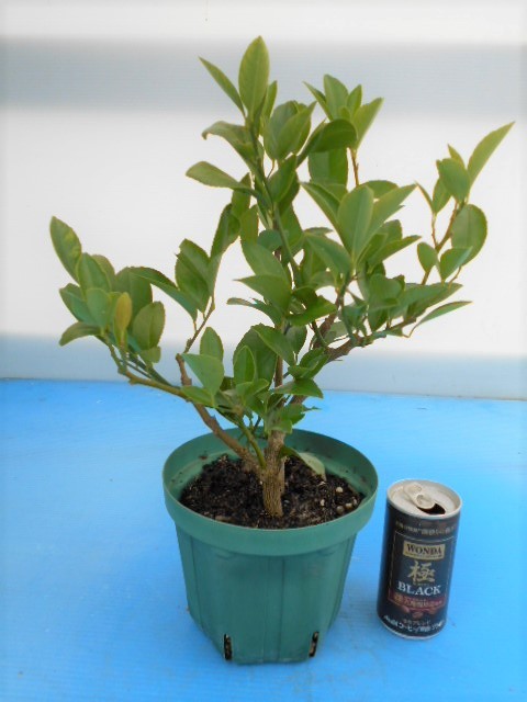 新品 四季成りレモン苗 サイパンレモン 48 の落札情報詳細 ヤフオク落札価格情報 オークフリー スマートフォン版